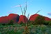 Olgas